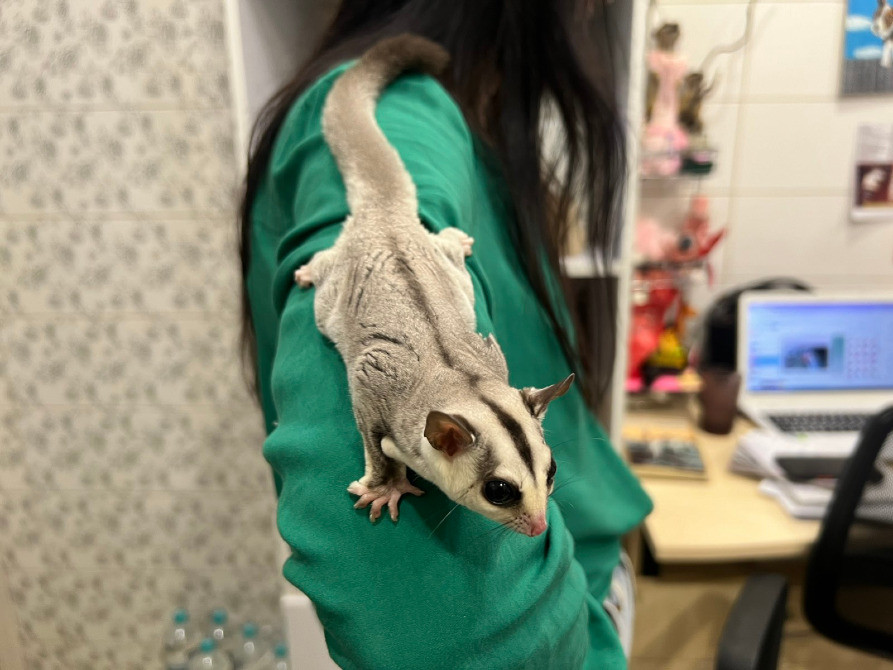 Малыши летающей белки летяги Киев - изображение 2