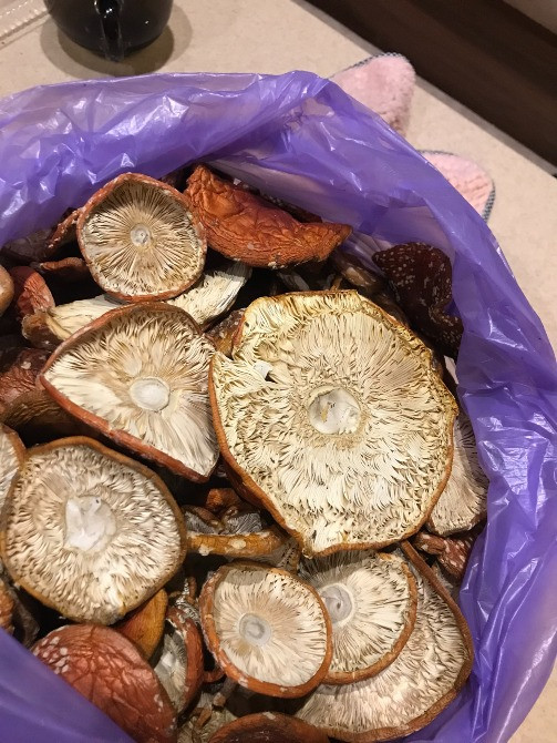 Мухомор червоний, королівський, пантерний Львів - зображення 2