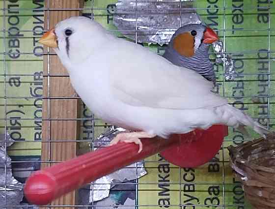 Зебровая амадина Київ