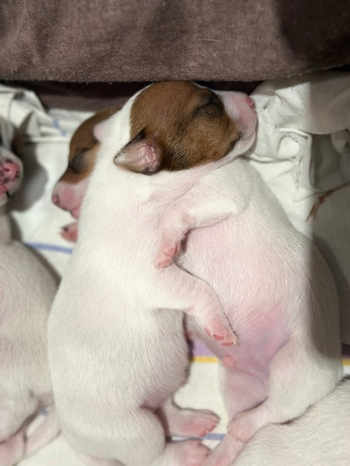 Продаю собак ДЖЕК РАССЕЛІВ Каменка-Бугская - изображение 3