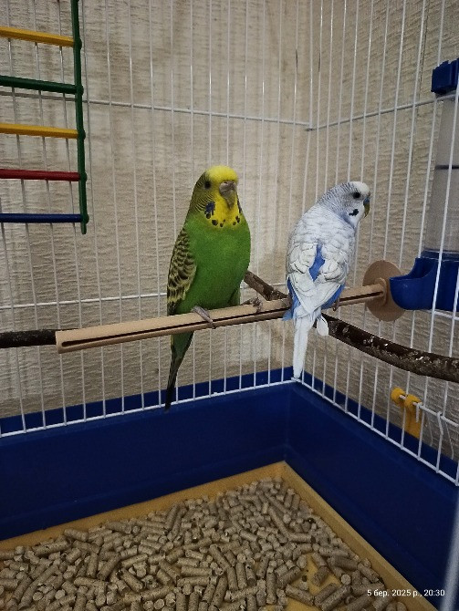 Папуги з клеткою Рівне - зображення 1