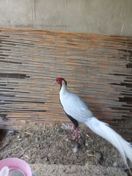 Фазан срібний продаєм Одесса - изображение 1