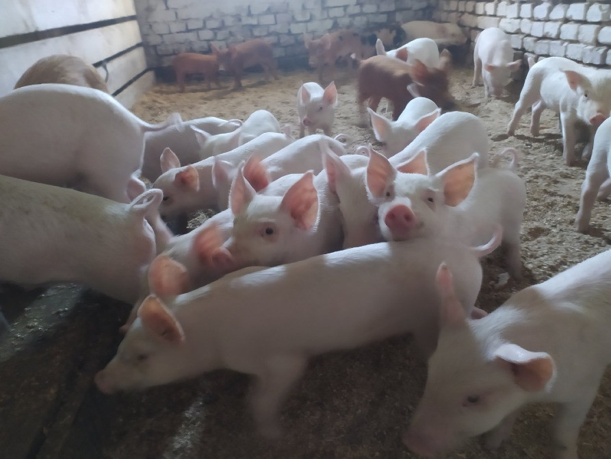 Продам поросят породи "Велика біла" Кролевець - зображення 1