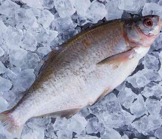 Куплю лящ, плітку ( тарань ), густера, синець по всій Україні. Гурт. Черкаси