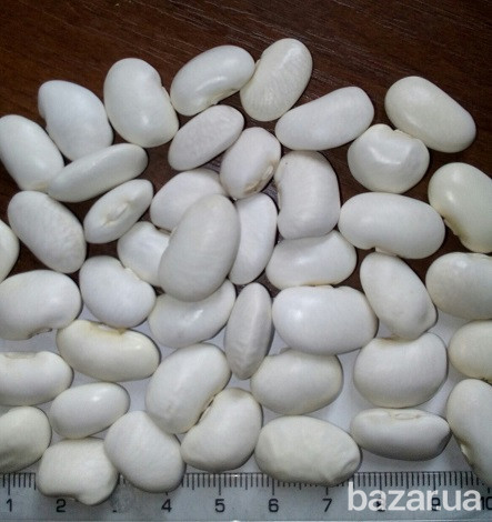 Фасоль на переработку куплю. Рівне - зображення 1