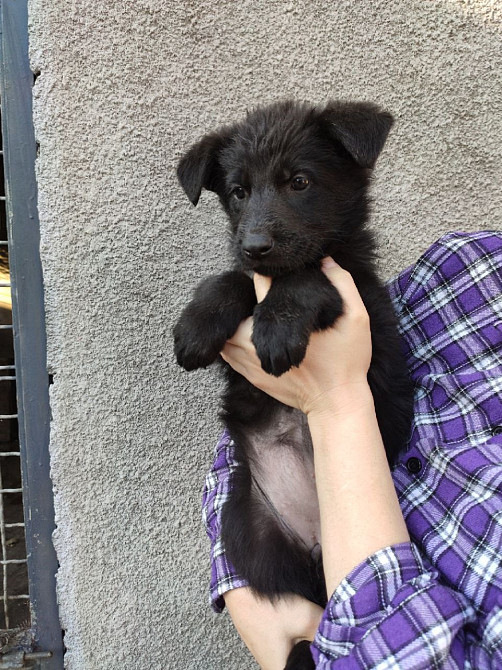 Продам вівчарок Синельниково - изображение 1