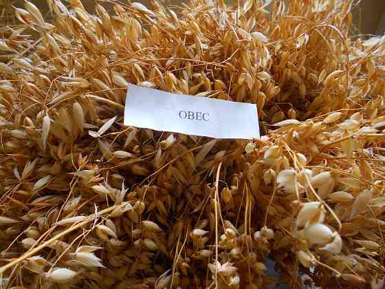 овсяная мука оптом Київ