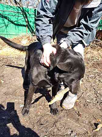 Продам дорослу німецьку вівчарку Киев