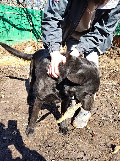 Продам дорослу німецьку вівчарку Киев - изображение 2