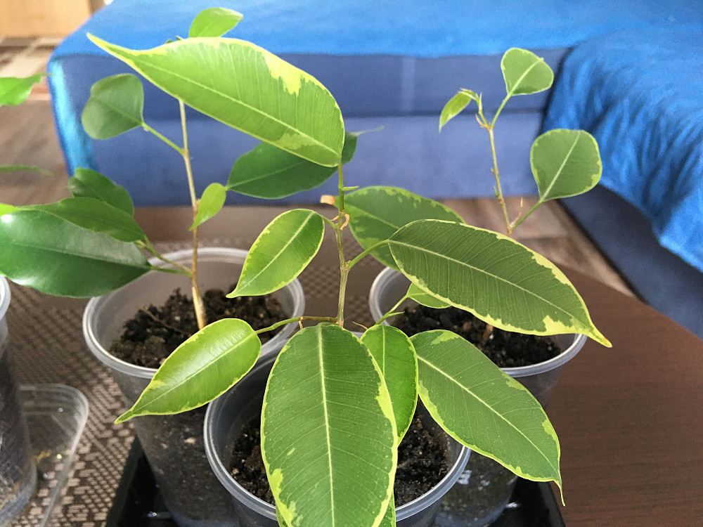 Черенки (ростки) фікуса Бенджаміна Харків - зображення 6