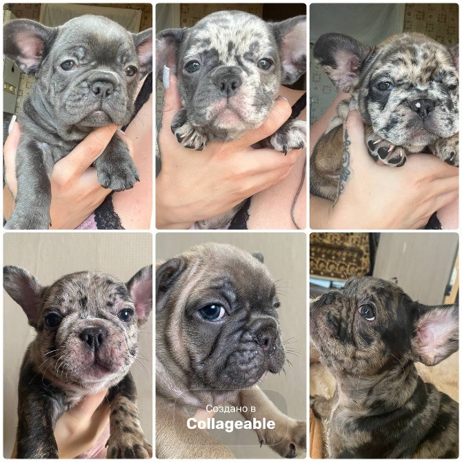 Продам собачек Кропивницкий - изображение 1