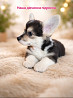 Коргі цуценята Welsh corgi pembrok Киев