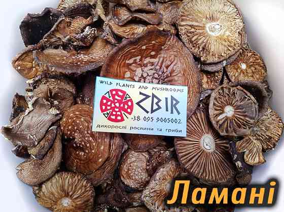 Мухомор ПАНТЕРНИЙ (Amanita Pantherina), сушені КАПЕЛЮШКИ від ZBIR, сезон 2025 Полтава
