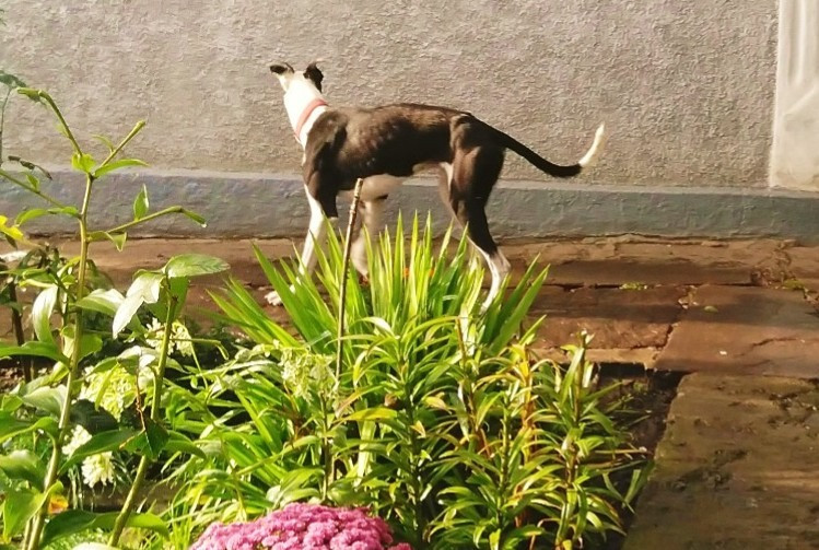 Продам хортів Городенка - зображення 5