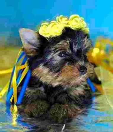 Дівчинка йоркширського терьєра Одеса