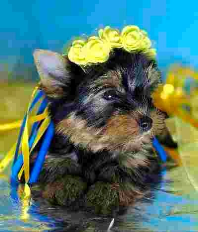 Дівчинка йоркширського терьєра Одеса - зображення 2