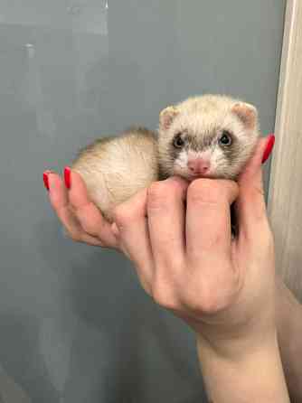 Декоративний тхір Київ