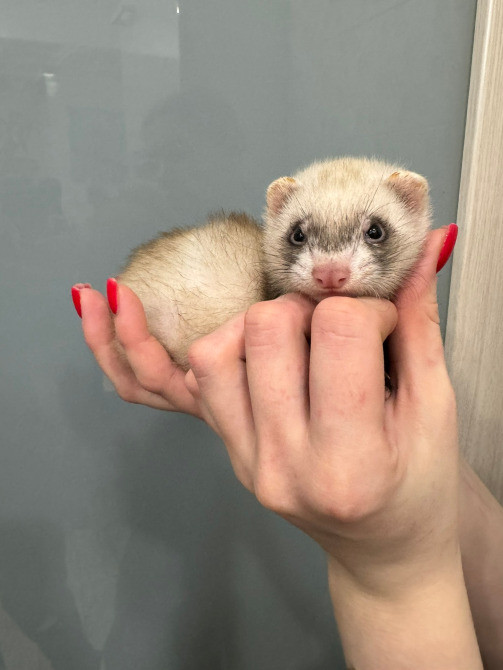 Декоративний тхір Київ - зображення 4