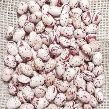 Продаж насіння квасолі. Посівний матеріал квасолі. Опт Харків - зображення 1