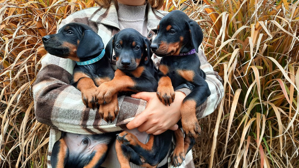 Добермани від розплідника Харків - зображення 6