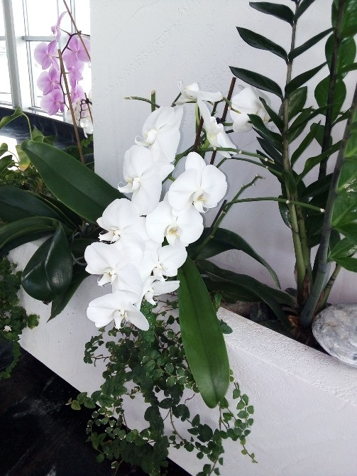 Консультації по кімнатних рослинах Дніпро - зображення 2