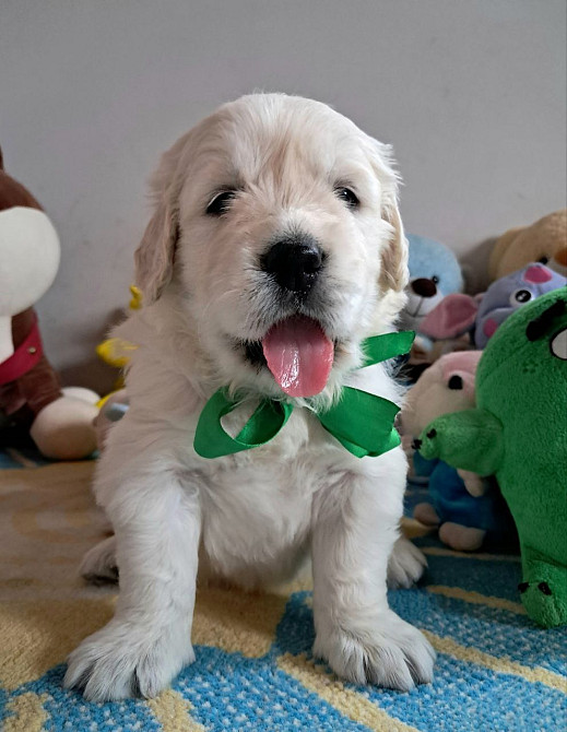 Золотистого ретривера щенки Львів - зображення 2