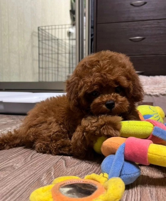 Той пудель мини Щеночки Київ - зображення 2