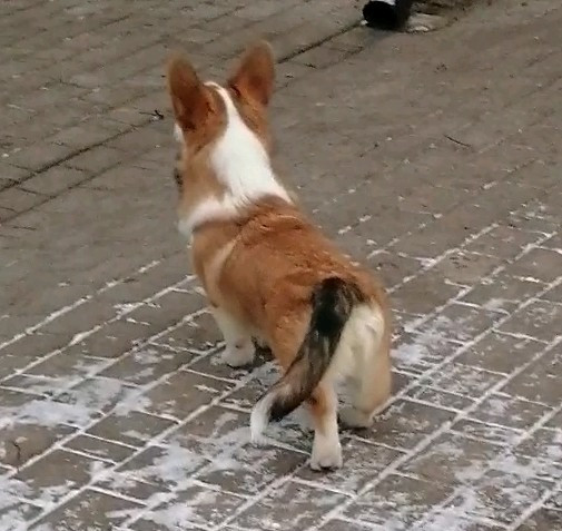 Шикарный Щенок Вельш-Корги Пемброк Днепр - изображение 3