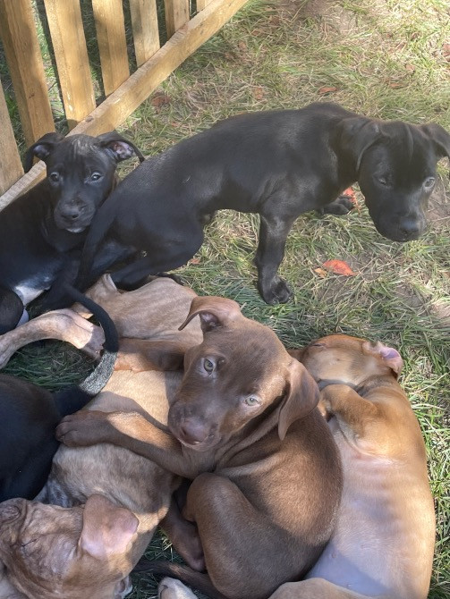 Продаю цуценят пітбуля(вже вакциновані та чіповані) Борисполь - изображение 1