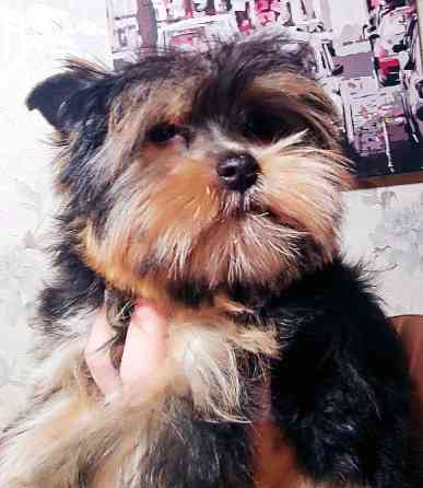 Продам цуценят йорків Павлоград