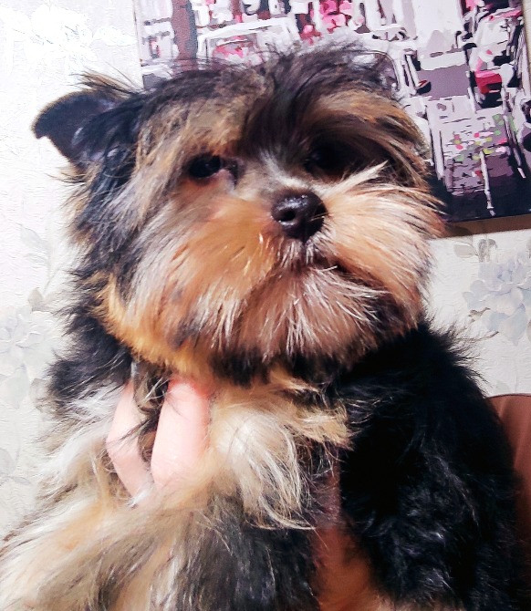 Продам цуценят йорків Павлоград - зображення 4