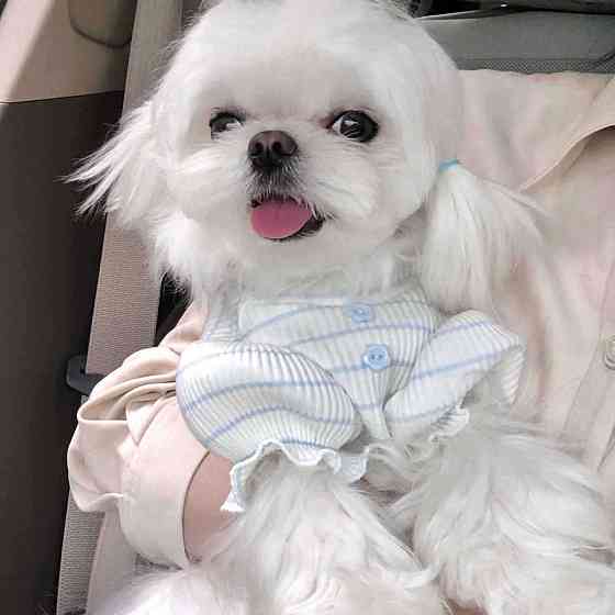 Гольф для собак 11498 S білий Киев