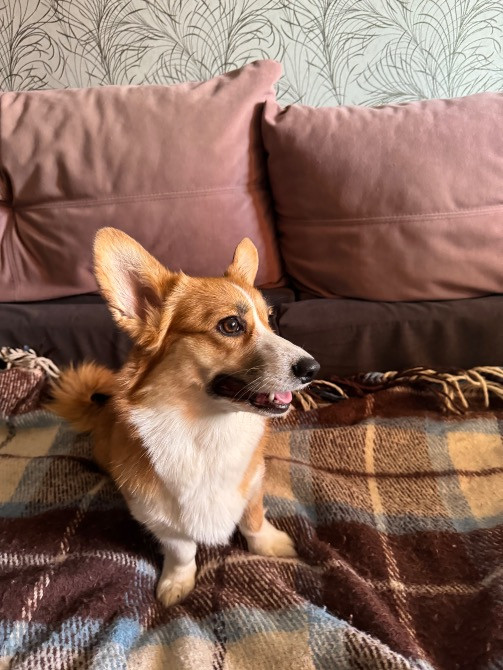 Вельшкоргіпемброк Бровари - зображення 3