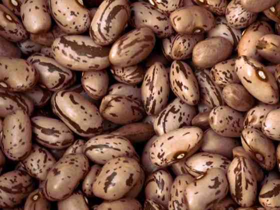 Сортова квасоля оптом. Доставка по Україні Тернопіль