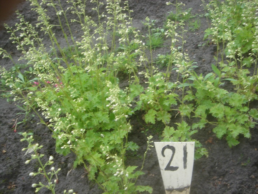 продам гейхеру Киев - изображение 8