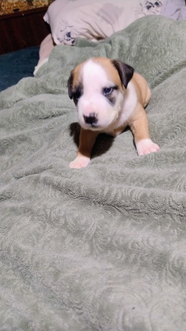 Цуцики американського стаффорширського тер'єра недорого Запорожье - изображение 8