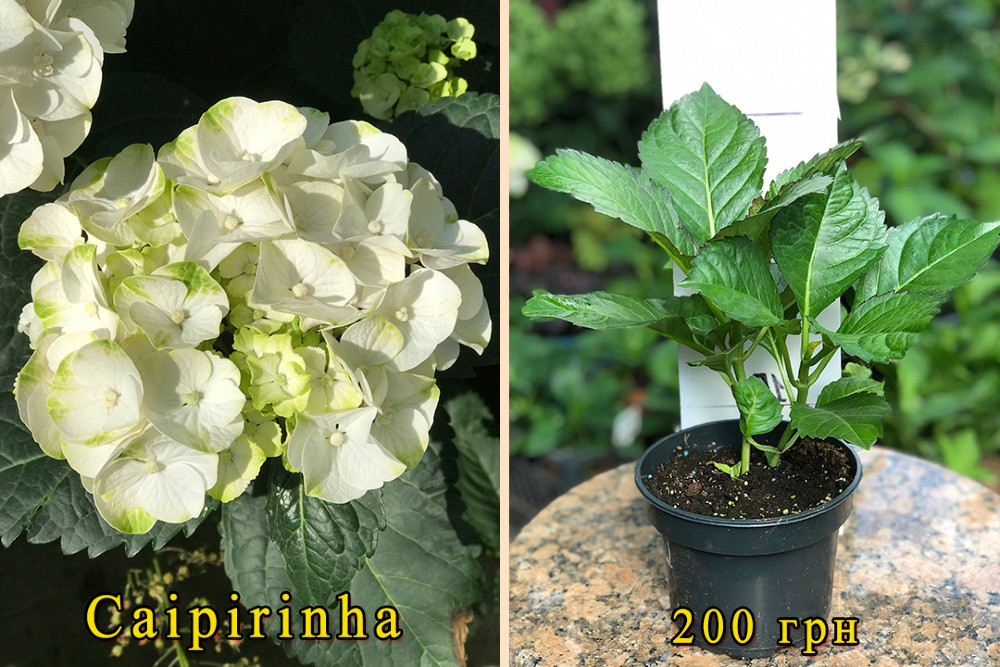 Великолиста гортензія. РОЗПРОДАЖ! Харків - зображення 1