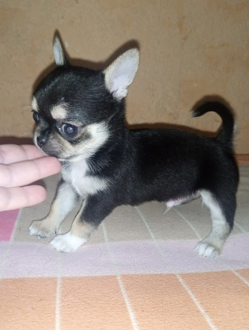 Цуценята Чіхуахуа Київ - зображення 3