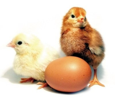 Продам курчат добові мясояєчних кросів Полтава - зображення 1