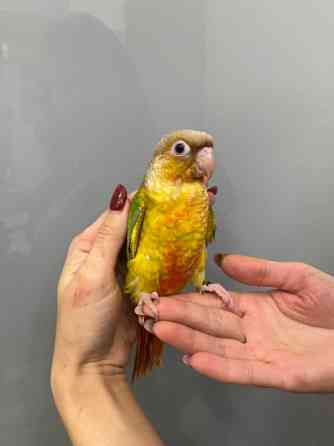 Пиррура желтобрюхий. Птенцы - выкормыши Киев