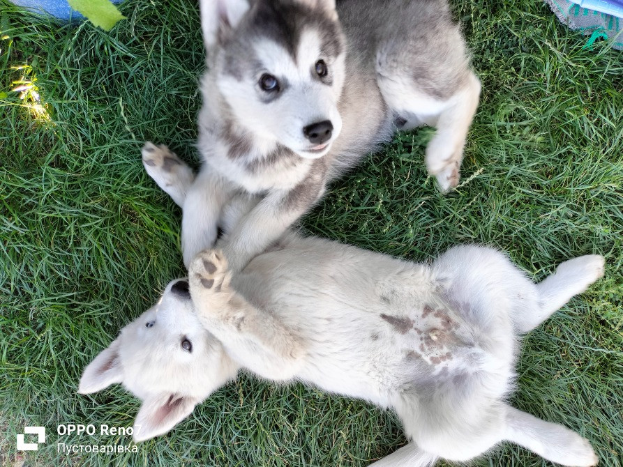 Продаються цуценята породи хаскі Белая Церковь - изображение 9