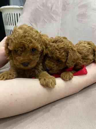 Той пудель шоколадный мерле Київ