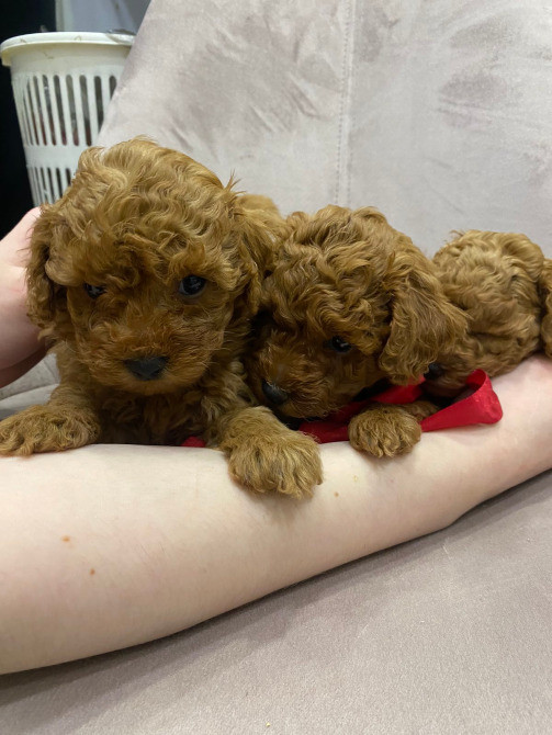 Той пудель шоколадный мерле Київ - зображення 4