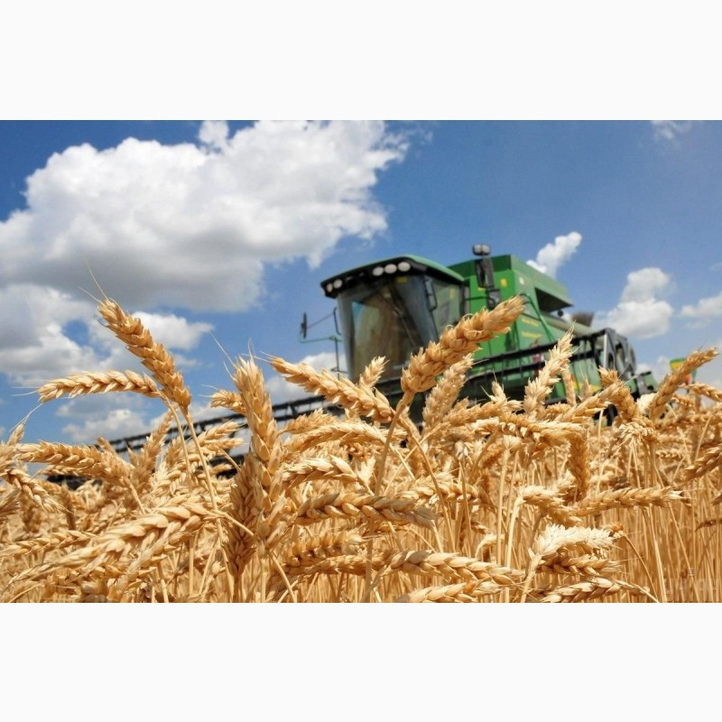 Постійно купуємо зерновідходи, некондиційне зерно Полтава - зображення 1