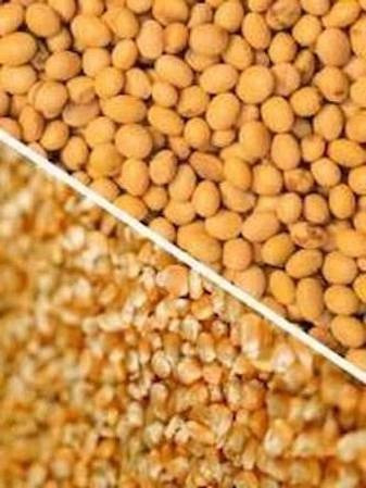 Половинки сої, відходи кукурудзи Кропивницький - зображення 1