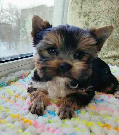 Продам цуценят йорків Павлоград