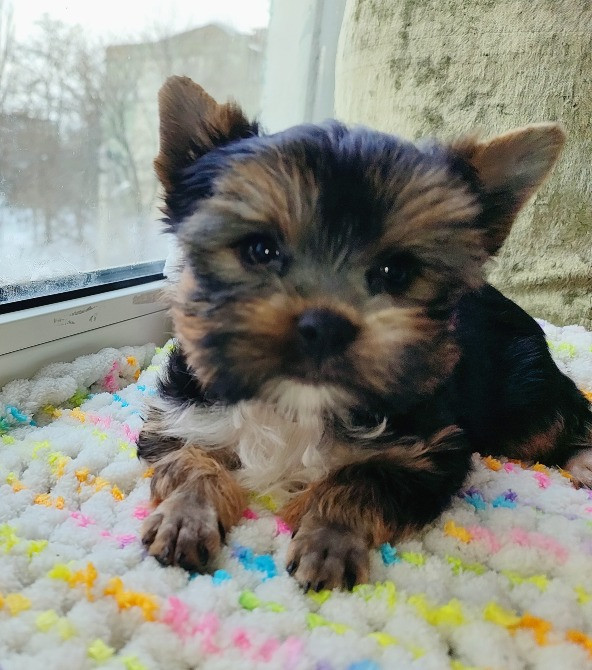 Продам цуценят йорків Павлоград - зображення 4