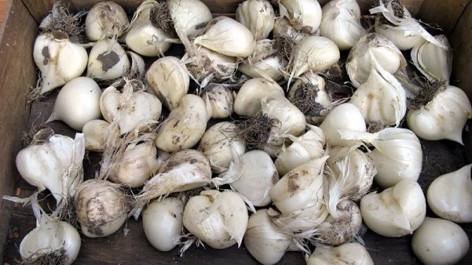 Лук Суворова крупный сорт лука Новгород-Сіверський - зображення 1
