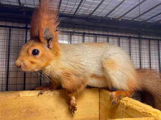 Ручні білченята Київ