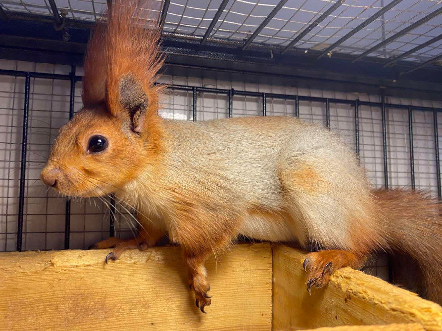 Ручні білченята Киев - изображение 3